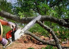 Best Tree Trimming and Pruning  in Atchison, KS