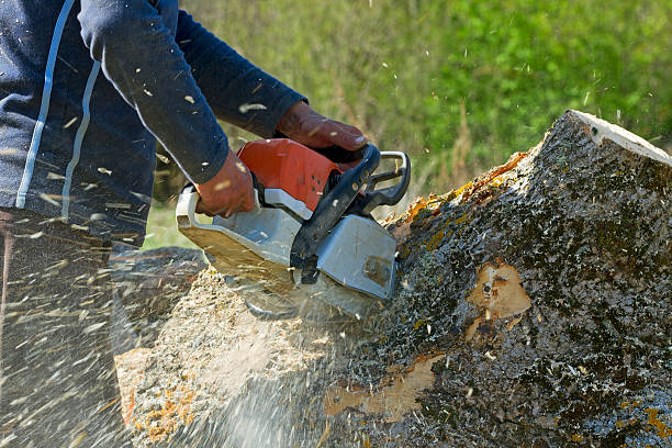 Trusted Atchison, KS  Tree Services Experts